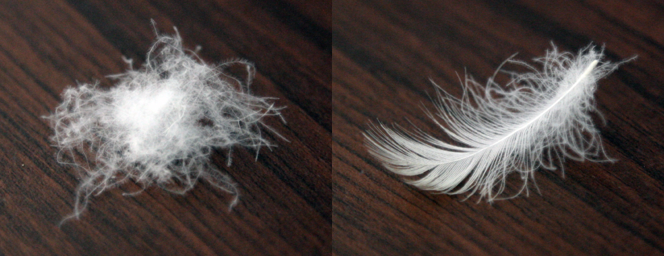 The difference between goose down and goose feather
