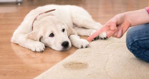 How to remove a pet stain from a rug