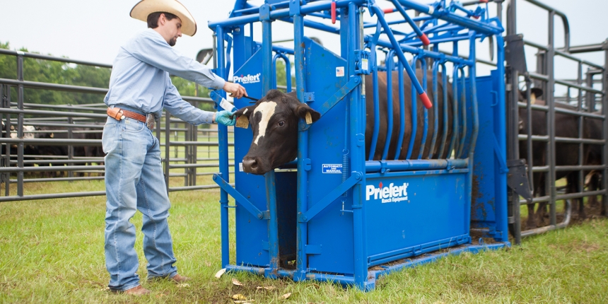 a squeeze chute for cattle