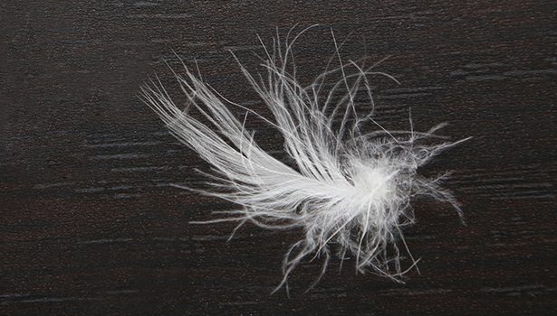 a goose down feather
