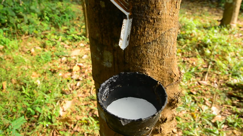 sap being collected from a rubber tree
