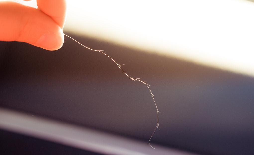 a strand of hair with split ends