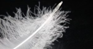 a white goose down feather